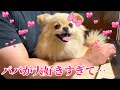 保護犬チビがパパに会いたすぎてとった行動とは…？
