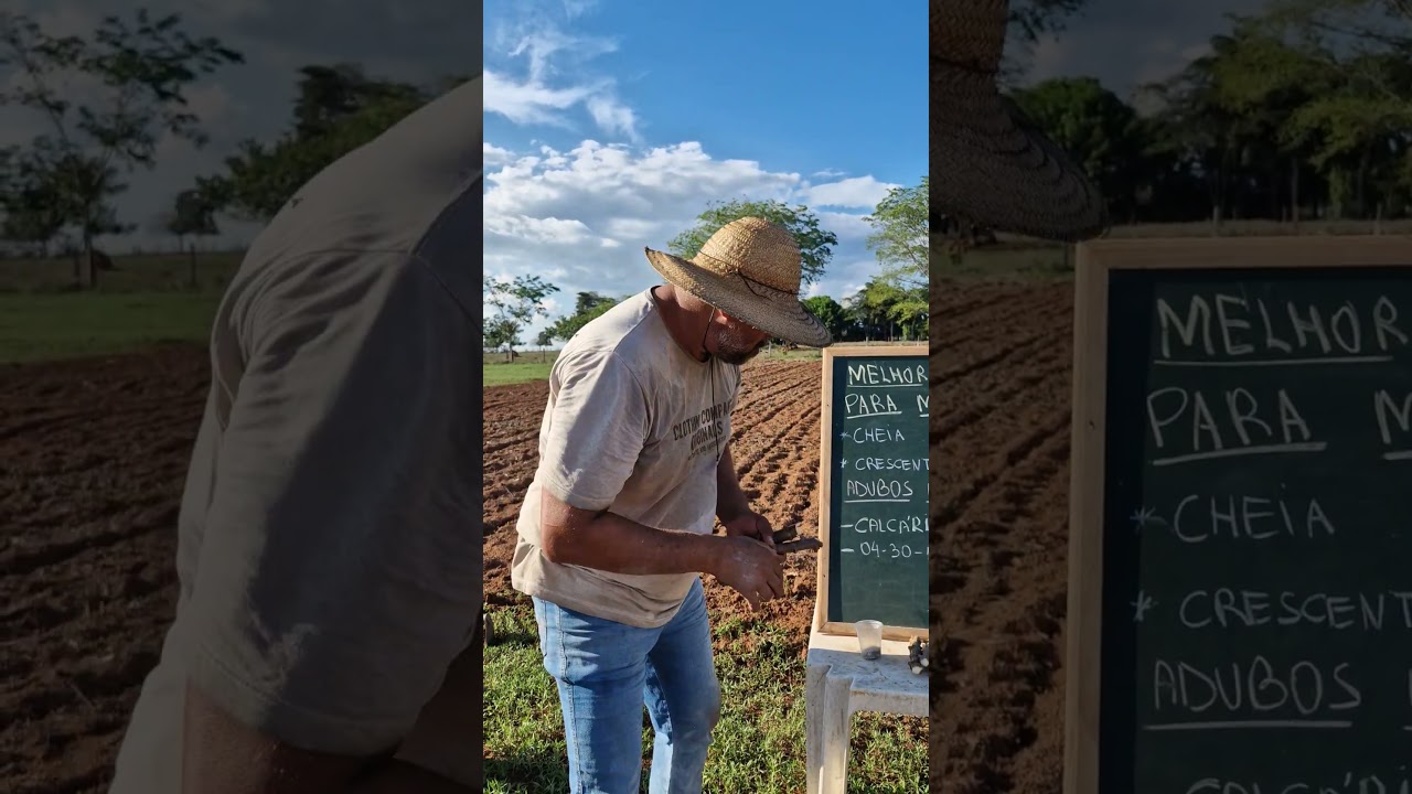 Em qual lua você planta mandioca? 