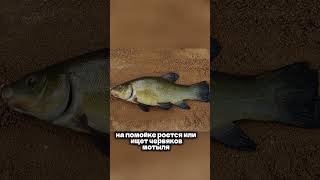 Линь - тварь серьезная  #рыбалка #fishing #линь