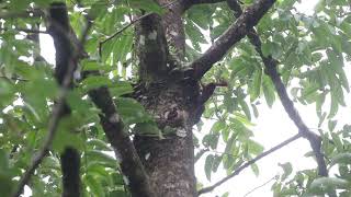Orangebacked Woodpecker chrysocolaptes Validus