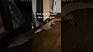 My Lizard Thinks He's A Penguin? #Monitorlizard #Reptiles #Pets #Komodo #Penguin