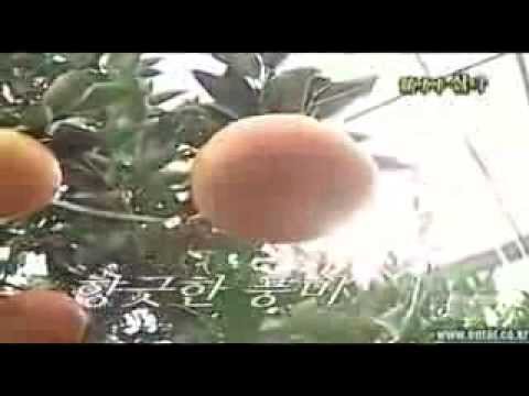 ОПАСНЫЕ ПРОДУКТЫ. ФРУКТЫ И ОВОЩИ ИЗ КИТАЯ.