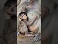adorable lovely baby monkey Eleanor needs fruit #monkey #viral #animal #shorts