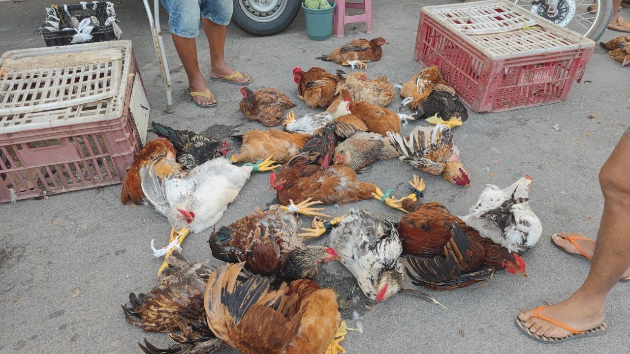 Feira de Galinhas em Canafístula de Frei Damião. Alagoas. 23/12/2024 # ...