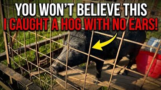 I CAUGHT a WILD HOG with no EARS!!! #wildboar 