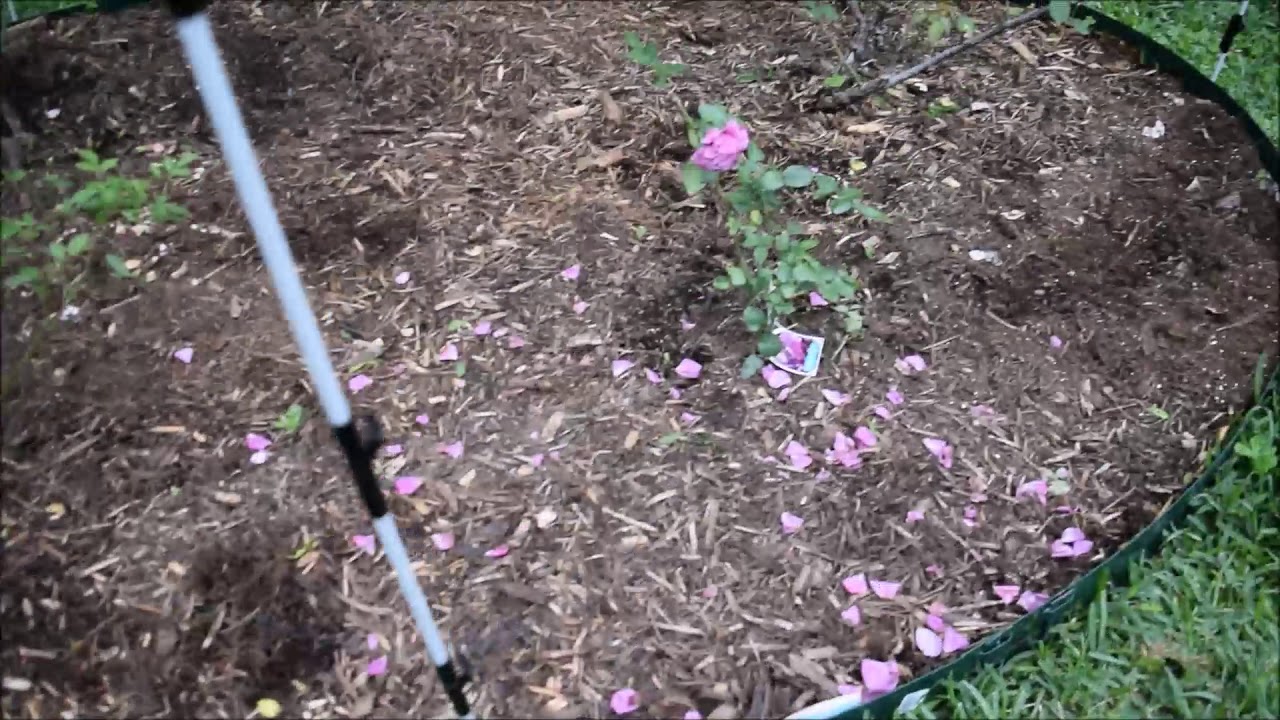 How To Keep Keep Dogs Out Of Your Flower Bed Youtube