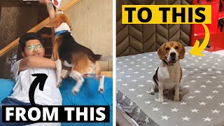 How to Deal with a Hyperactive Beagle