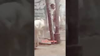 2024 new video qurbani janwar ghar ka pala hua bakra Danish cow fan trending cow  night videos