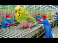 Inside a Pet Factory: How Parrots Are Processed into Meat & Down (Full Process)