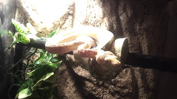 Biak green tree python. Mid color change