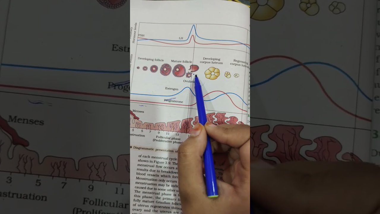 Female Reproductive System In 1 Minute 