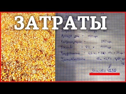 Затраты и доход на выращивании Кукурузы! Бизнес в селе на кукурузе!