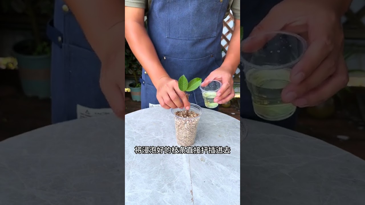 This way of propagating guavas has a very high survival rate