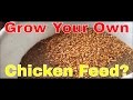 Grow Your Own Chicken Feed