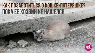 Нашли кошку, что с ней делать? Как позаботится о найденном котенке?