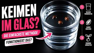 Samen keimen lassen: Unsere Methode Schritt für Schritt