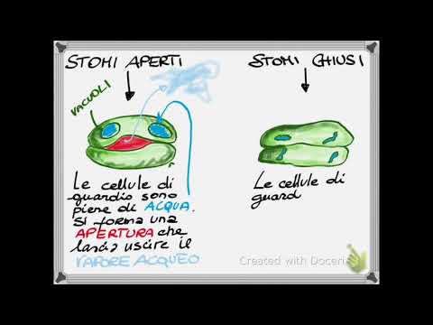 Video: Differenza Tra Stomi E Lenticelle