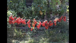 2023 August 17th -- Our 2023 Tomato Yield by Never Enough Dirt 279 views 9 months ago 13 minutes, 35 seconds