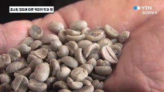 로스팅 정도에 따른 커피의 맛과 향 / YTN 사이언스