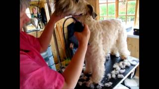 Pet trim with clippers  Part 1