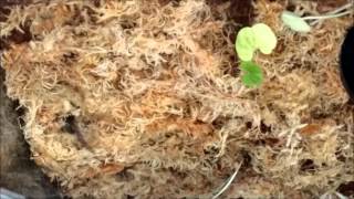 Trapdoor spider pouncing on a cricket