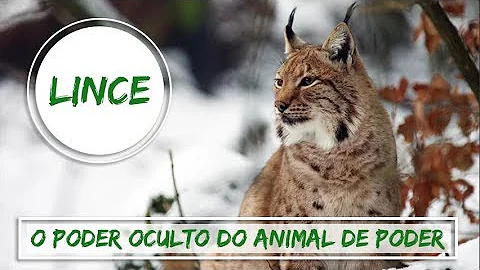 O que quer dizer olhar de lince?