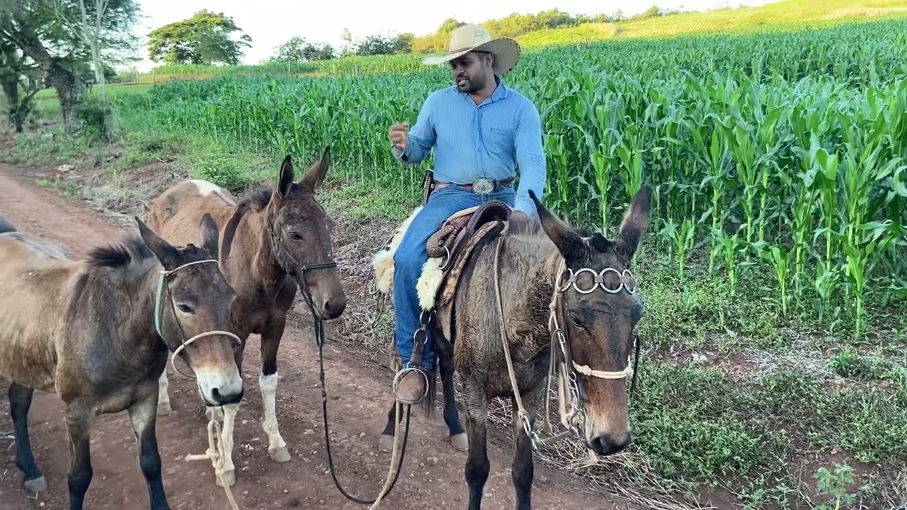 Svadilfari, o Clã do Cavalo