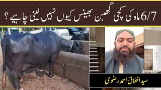 Ghaban Bhains Kyun Nhi Leni Chahye Akhlaq Rizvi Dairy Farming In Pakistan