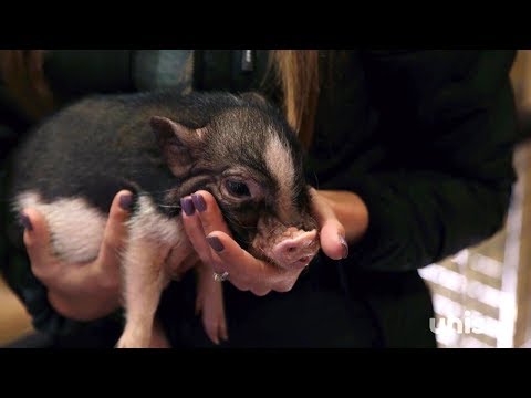 Vidéo: Comment Acheter Un Mini Cochon