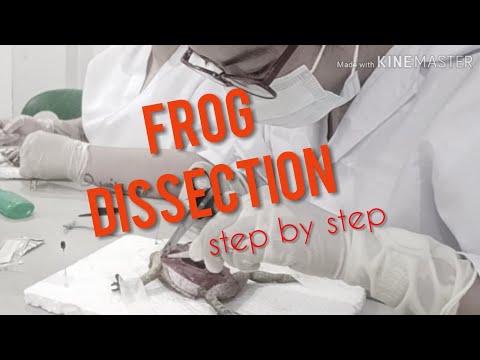 How to Dissect a Frog step by step | Frog Dissection