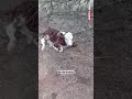 Amasya'da ineği ormanlık alanda doğum yapan besici, yeni doğan buzağıyı köye kadar sırtında taşıdı