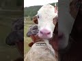 Amasya'da ineği ormanlık alanda doğum yapan besici, yeni doğan buzağıyı köye kadar sırtında taşıdı