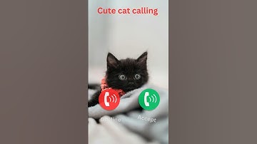 cat calling #ringtone #smartphone #music #ringtones #song #device #cat #funnycallringto #funny