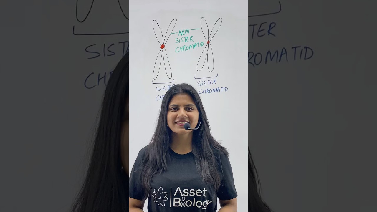 Sister vs Non sister Chromatids | Class 11 Biology | NEET  #chromatids #sisterchromatid