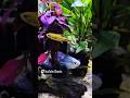 Beautiful Planted Tank with Rainbow Fish, Cherry Barb & Guppy | Colorful Aquarium Setup