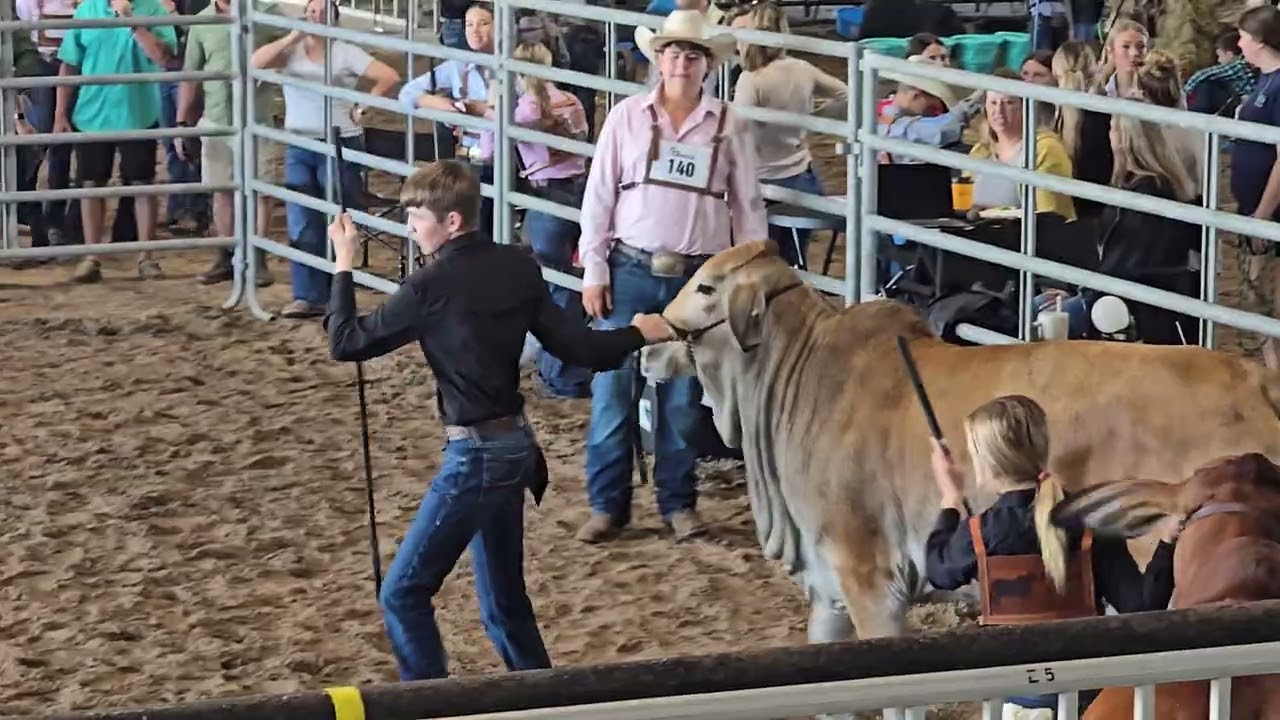 Junior Showmanship at FJBA Winter Spectacular 2025