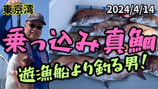 【2024/4/14】東京湾乗っ込み真鯛！　遊漁船の竿頭より釣る男！