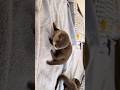 ベッドにのぼりたいカワウソの赤ちゃん #shorts