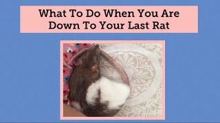 What To Do When You Are Down To One Pet Rat