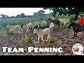 Apartando Bezerras (Team Penning Rural) - Irmãos Mach´s