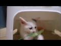 こねこと遊ぶ～ねこじゃらし