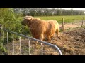 Highland cattle