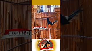 MURAI BATU BETINA MEMANGGIL JANTAN - SUARA BURUNG MURAI BATU UNTUK MEMANCING