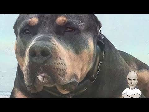 Βίντεο: Η αλήθεια για τα Pit Bulls: Μέρος 1