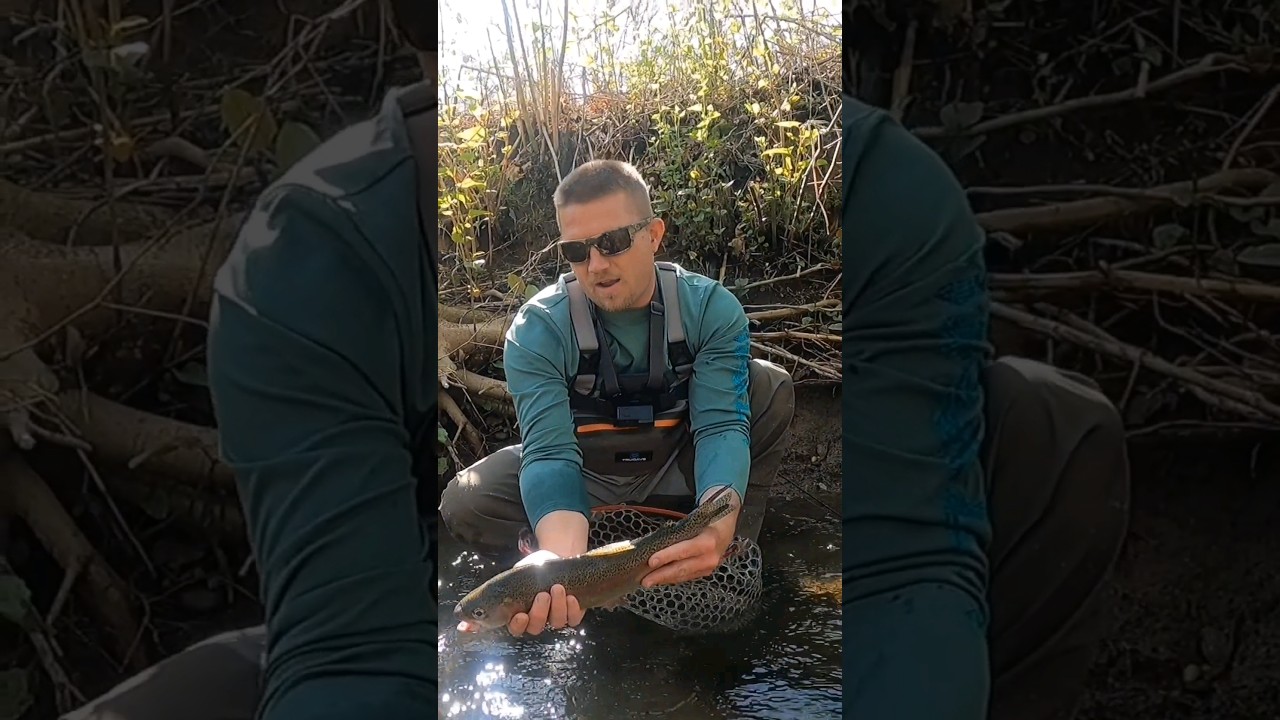 River Fishing for Rainbows #outdooradventure #fishingvideo #troutfishing #shortvideo