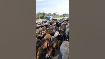 #سورة_الإخلاص #egzonibrahimi #automobile