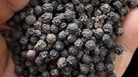 7 सितम्बर शनिवार गणेश चतुर्थी के दिन 7 काली मिर्च से कर लेना ये 1 उपाय // Pradeep Ji Mishra