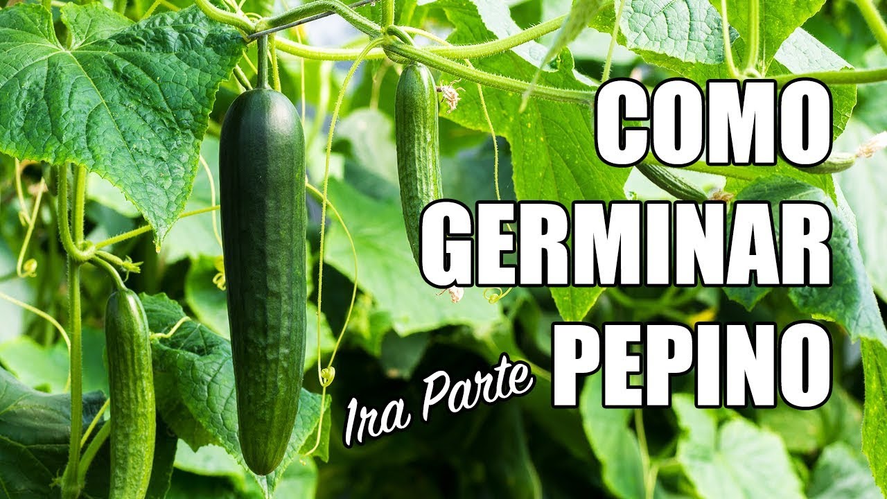 Como germinar pepino desde semilla, fácil, rápido y 100 efectivo Parte 1 GERMINACIONES Ep.14 Como germinar pepino desde semilla, fácil, rápido y 100 efectivo Parte 1 GERMINACIONES Ep.14