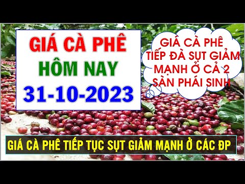 Giá cà phê hôm nay ngày 31/10/2023