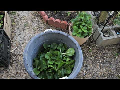 A big bucket of Bochoy